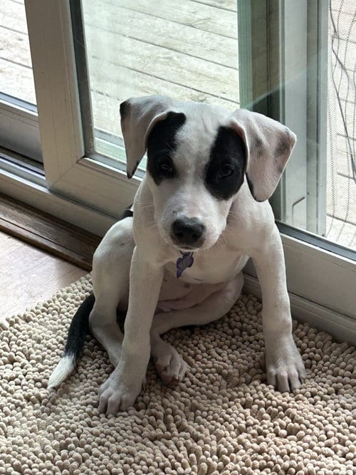 Photo of Tefita, adoptable Terrier in St. Louis, Missouri