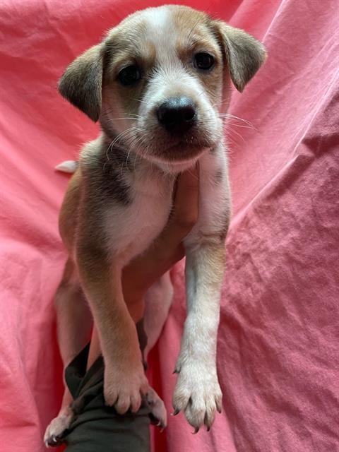 Photo of Frankie, adoptable Pit Bull Terrier in Riverside, California