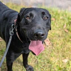 Photo of Ebony, adoptable Labrador Retriever in Syracuse, New York