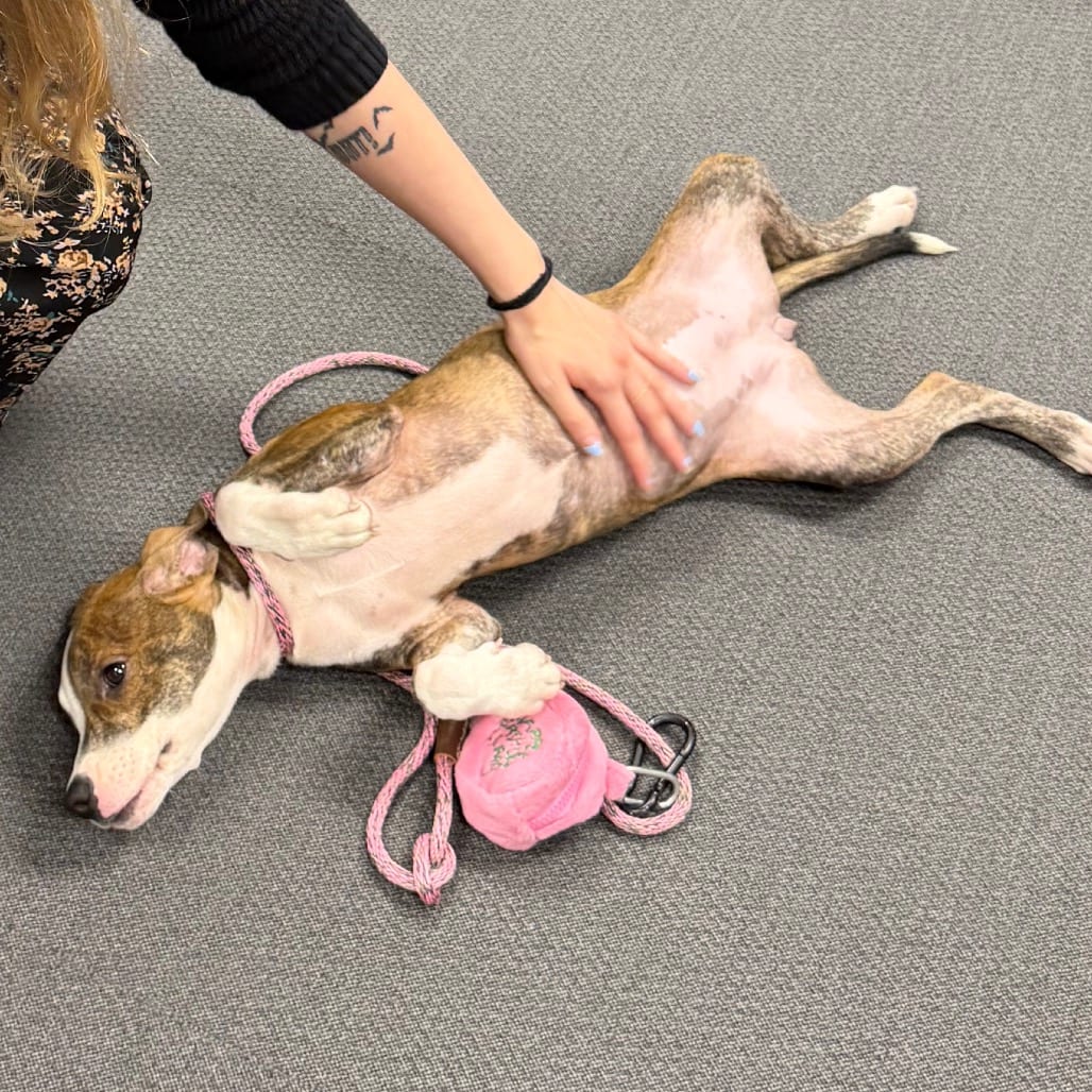 Photo of Shock, adoptable Mixed Breed (Small) in Summerville, South Carolina