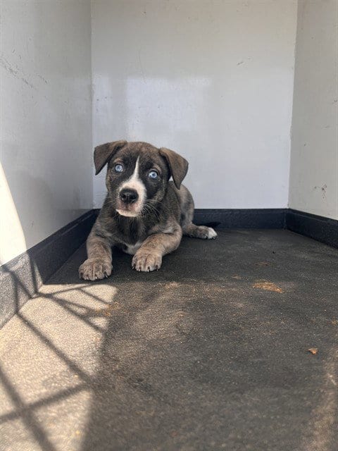 Photo of A171320, adoptable Siberian Husky in Bakersfield, California
