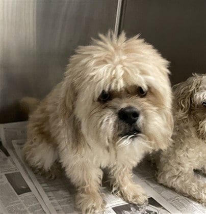 Photo of Huxley, adoptable Shih Tzu in Van Nuys, California