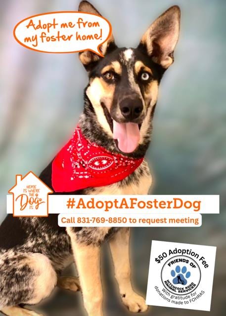 Photo of Cairo, adoptable Queensland Heeler in Salinas, California