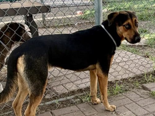 Photo of Bridget, adoptable Rottweiler in Houston, Texas