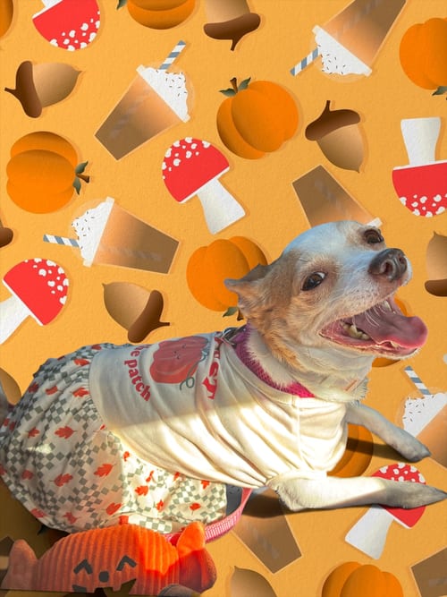 Photo of Violet, adoptable Chihuahua in The Woodlands, Texas