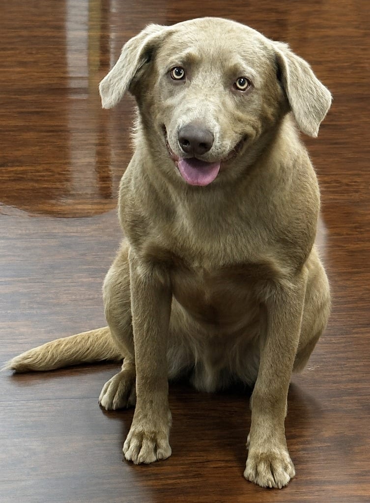 Photo of Charlie, adoptable Labrador Retriever in Crossville, Tennessee