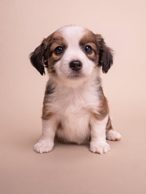 Photo of Discount: Marshalls, adoptable Chihuahua in Romoland, California