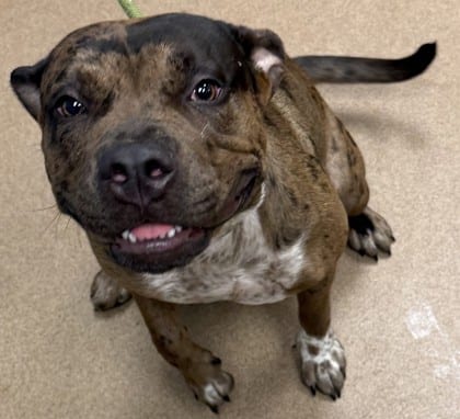 Photo of Dangspunky, adoptable dog in Chamblee, Georgia