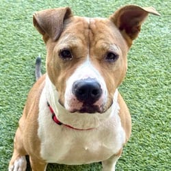 Photo of Cleo 7055, adoptable Mixed Breed (Medium) in Loxahatchee, Florida