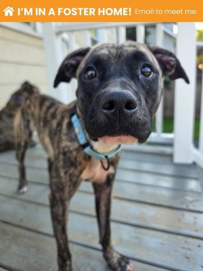Photo of Puddin Pop, adoptable dog in Baltimore, Maryland