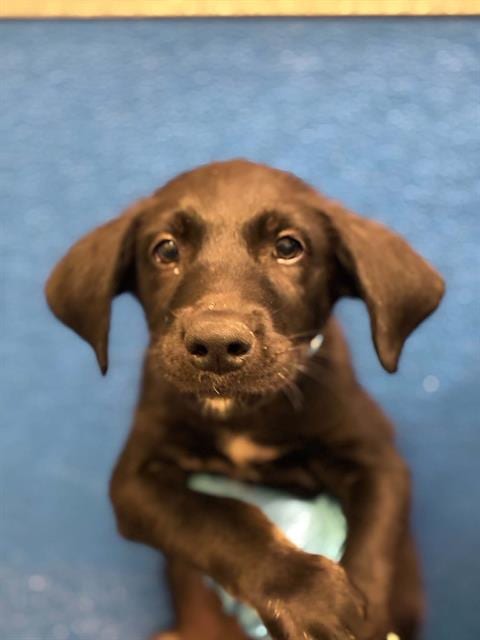 Photo of Atlas, adoptable Labrador Retriever in Visalia, California