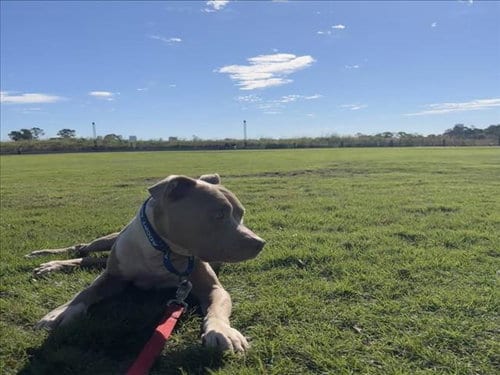 Photo of Houston, adoptable Staffordshire Bull Terrier in Houston, Texas