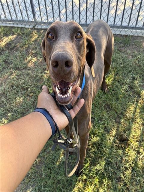 Photo of Scooby, adoptable Doberman Pinscher in Riverside, California