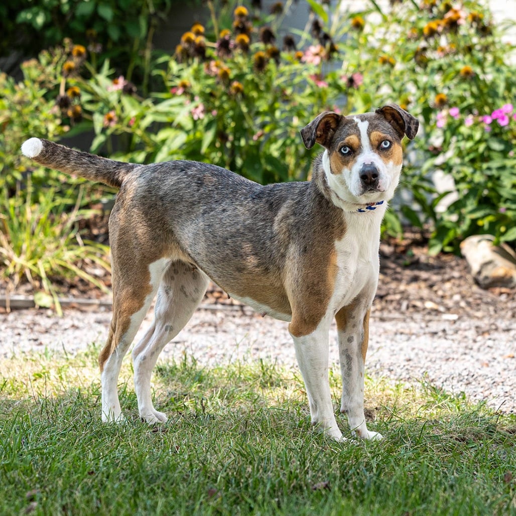 Photo of Harper, adoptable Shepherd, Australian / Mixed Breed (Large) in Council Bluffs, Iowa