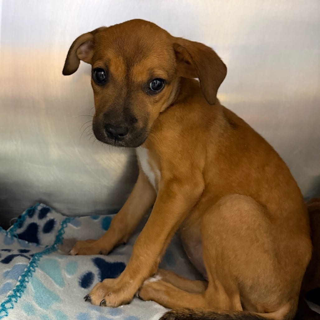 Photo of Daphne, adoptable Retriever, Labrador / Mixed Breed (Medium) in Starkville, Mississippi