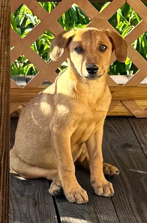 Photo of Dexter, adoptable Labrador Retriever in Virginia Beach, Virginia