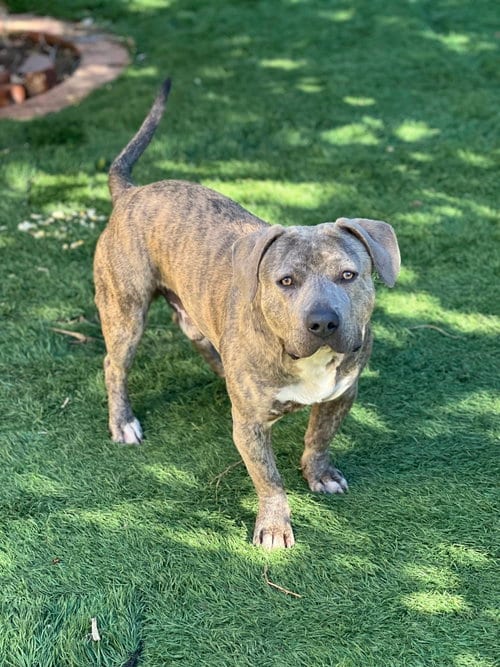 Photo of Harold, adoptable Pit Bull Terrier in Dana Point, California