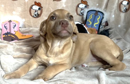 Photo of Montana, adoptable American Pit Bull Terrier in Wetumpka, Alabama