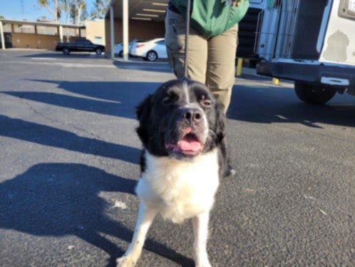 Photo of Auggie, adoptable Australian Cattle Dog/Blue Heeler in Los Angeles, California