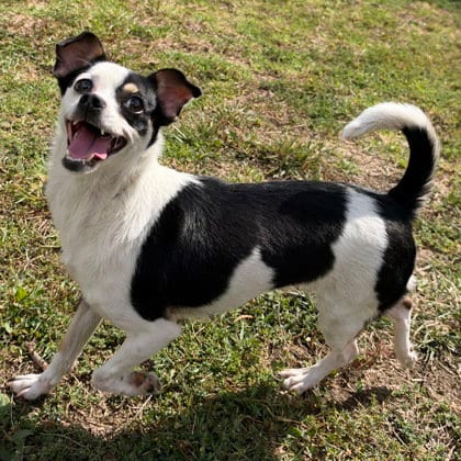Photo of Maeve, adoptable Chihuahua in Oakland, California