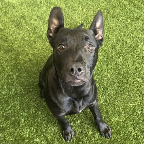 Photo of Archer, adoptable Labrador Retriever in Burlingame, California