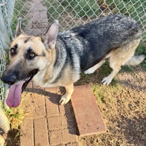 Photo of Lady, adoptable German Shepherd Dog in Houston, Texas