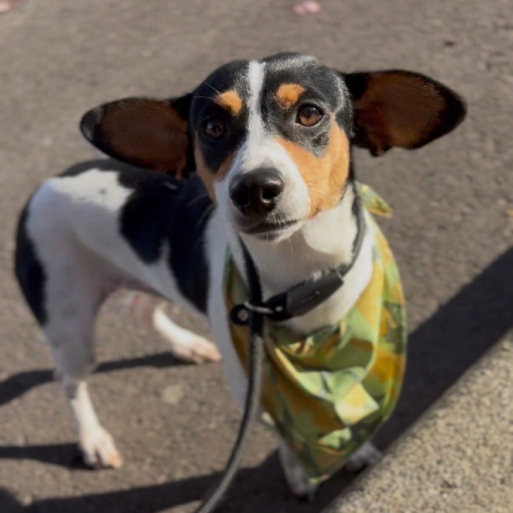 Photo of Zeke, adoptable Terrier, Rat in Newberg, Oregon