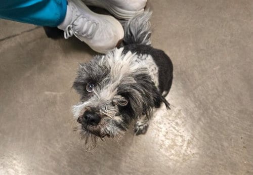 Photo of Judy, adoptable Shih Tzu in Phoenix, Arizona