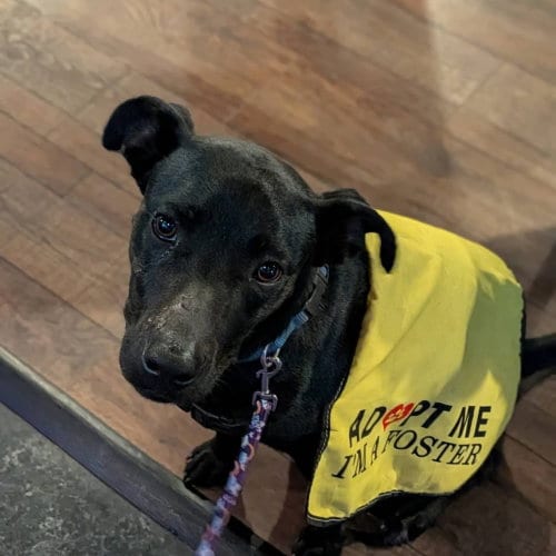 Photo of Maisie, adoptable Labrador Retriever in garner, North Carolina