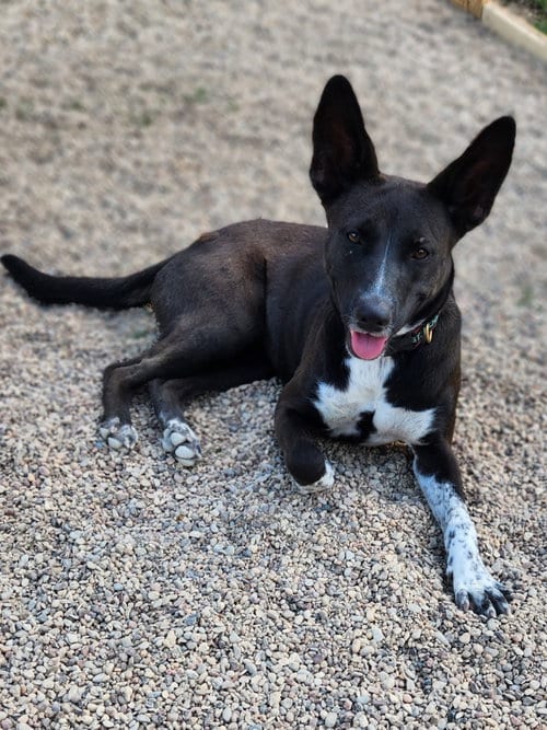 Photo of Zarah, adoptable Shepherd in Shreveport, Louisiana