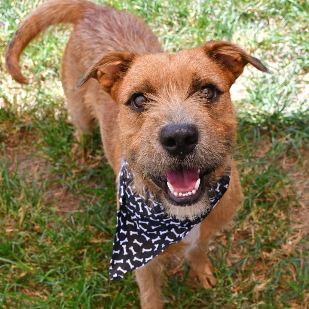 Photo of Pencil, adoptable Terrier in Beaumont, Texas