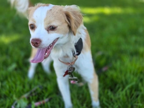 Photo of Avalon, adoptable Cavalier King Charles Spaniel in Romoland, California