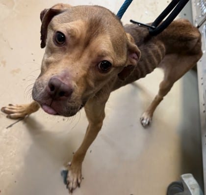 Photo of Chuckle, adoptable dog in Chamblee, Georgia