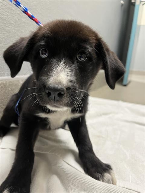 Photo of Noodle Mcdoodle, adoptable Border Collie in Las Vegas, Nevada