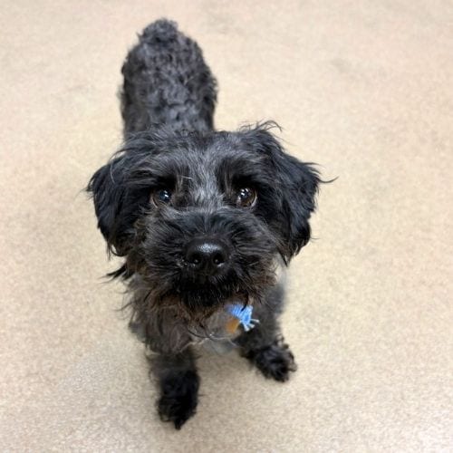 Photo of Cricket, adoptable Miniature Schnauzer in Aurora, Colorado