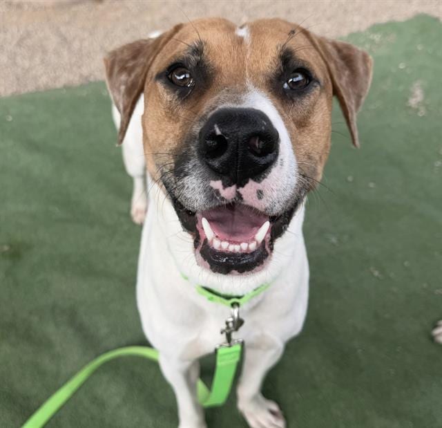 Photo of Alan, adoptable dog