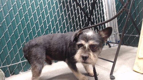 Photo of A5800057, adoptable Terrier in Downey, California