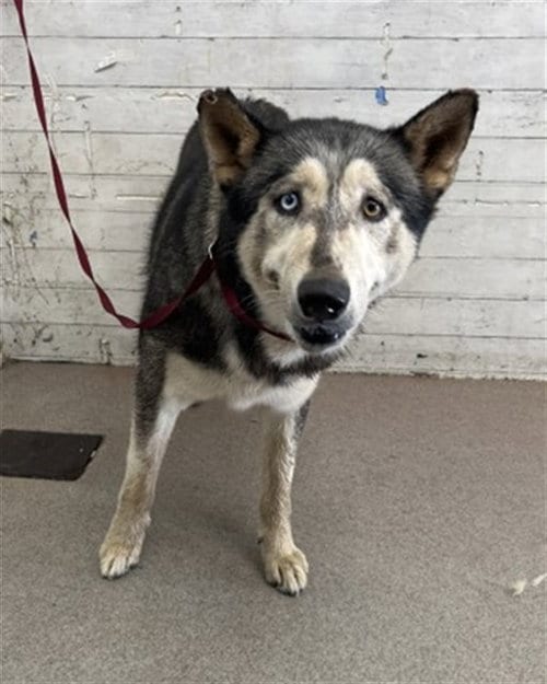 Photo of Lobo, adoptable Siberian Husky in San Bernardino, California