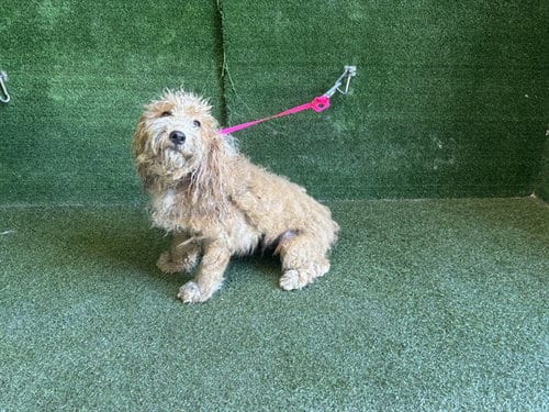Photo of Gloriana, adoptable Maltese in Lancaster, California