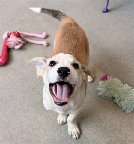 Photo of Patches, adoptable Border Collie in San Martin, California