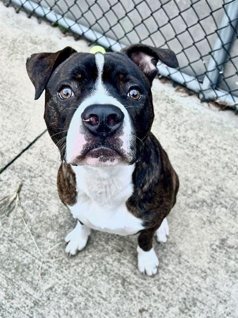 Photo of Gabriel, adoptable American Pit Bull Terrier in Chicago, Illinois