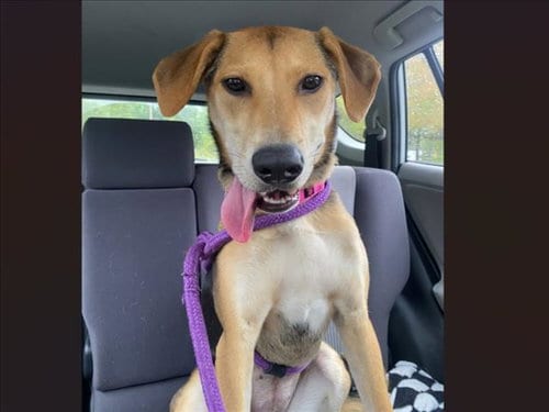 Photo of Mocha, adoptable Hound in Chapel Hill, North Carolina