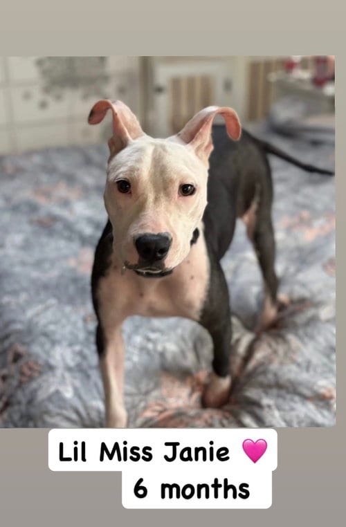 Photo of Janie, adoptable American Staffordshire Terrier in San Diego, California