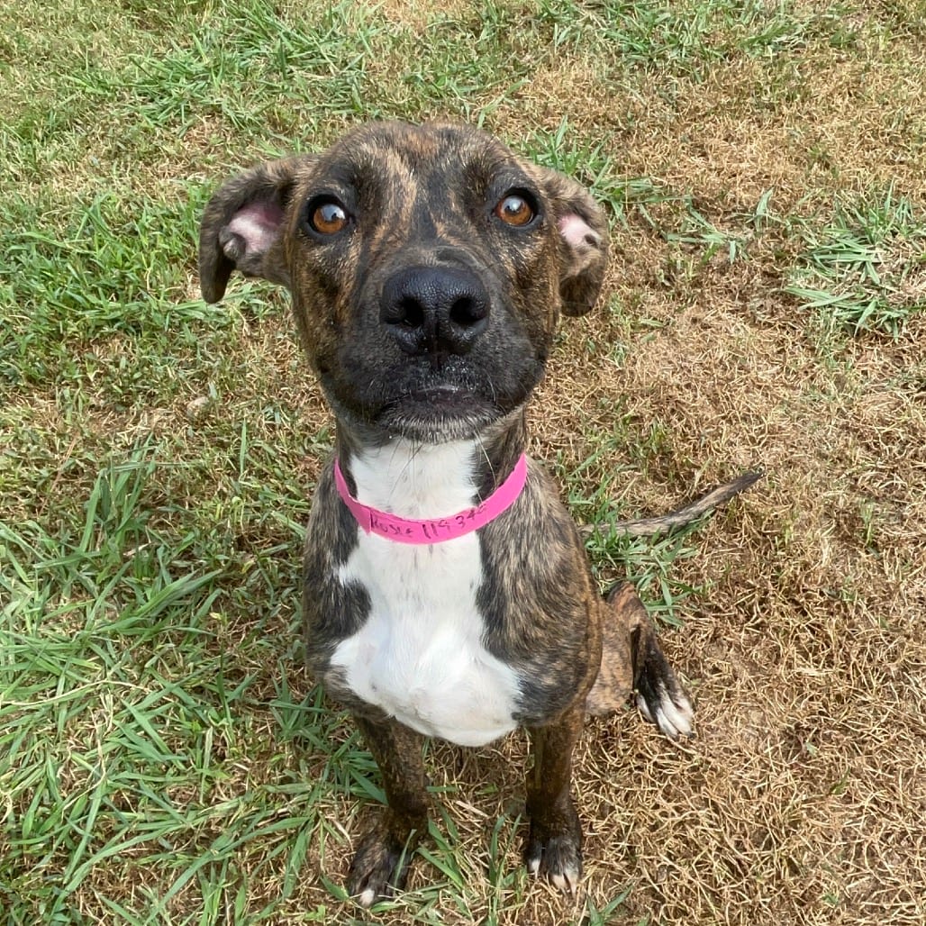 Photo of Rosie, adoptable Mixed Breed (Small) in Chattanooga, Tennessee