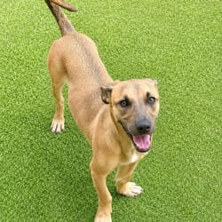 Photo of Fred 5779, adoptable Mixed Breed (Medium) in Loxahatchee, Florida