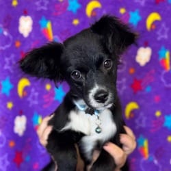 Photo of Cobalt, adoptable Chihuahua Mixed Breed (Small) in Santa Maria, California