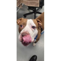 Photo of Brick, adoptable Mixed Breed (Medium) in New Castle, Delaware