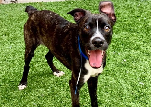 Photo of Ravi, adoptable French Bulldog in Moreno Valley, California