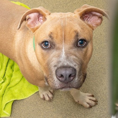 Photo of BO, adoptable Pit Bull Terrier in St Louis, Missouri