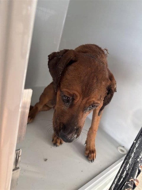 Photo of A661875, adoptable Labrador Retriever in Houston, Texas